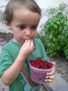 This is a photo from this year. We get about this many berries every other day.