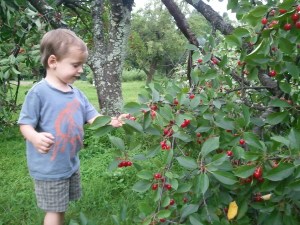 These cherries are just the right height for me to pick.