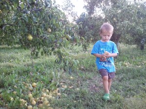 Imagine how much cider you could make with all those pears on the ground?