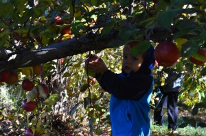 It was sunny but really cold this day. The cold will be perfect for storing all the apples we picked.