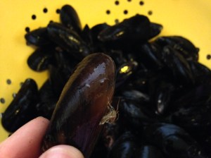 It's just a tiny bit of mossy stuff, but you don't want it in your dinner.