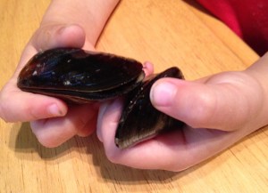 The mussel on the left wouldn't close, whereas the one on the right is slowly closing his lid.