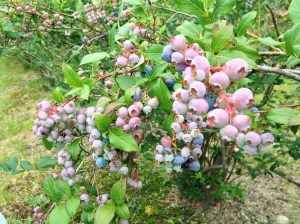 blueberries/littlejudeonfood.com