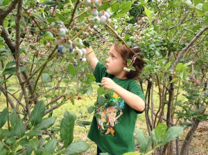 berry picker/littlejudeonfood.com