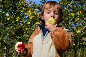 After trying both kinds of apples, I'm sticking with the red.